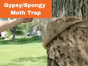 Spongy Moth Traps Have Been Deployed