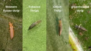 Four Different Species of Thrips