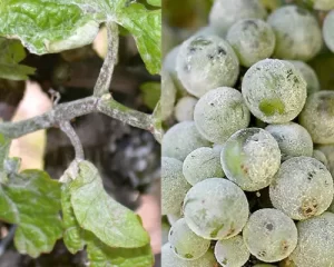  Image of powdery mildew on grape vines.