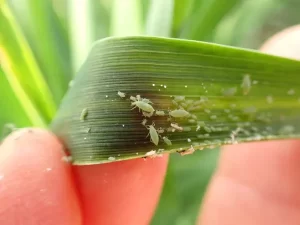 A close-up image of Russian wheat aphids on a wheat leaf.