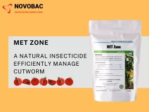 Met Zone, a natural insecticide treating Tomato Cutworm.