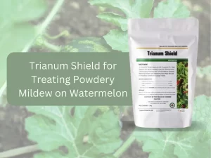 An image showcasing the Trianum Shield as an effective solution for powdery mildew on watermelon.