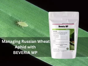 Russian wheat aphids on a wheat leaf alongside a container of Beauveria bassiana, a natural preventive product.