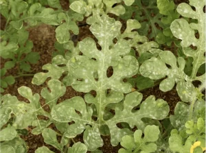 An image displaying powdery mildew on watermelon leaves.