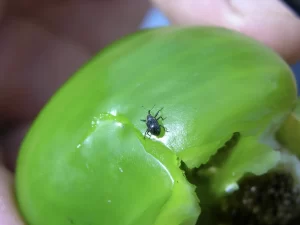 Close-up of a Pepper Weevil on a Green Pepper
