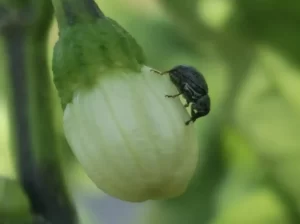 Close-up of a Pepper Weevil on a Green Bell Pepper