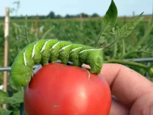 A Tomato Cutworm Hornworm on a tomato