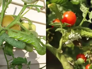 Tomato plants infested with cutworms and hornworms.
