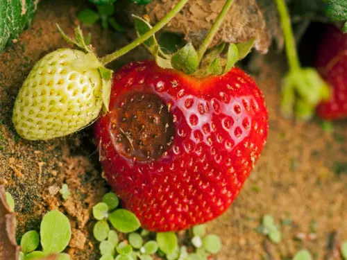 A strawberry with symptoms of Verticillium wilt, showing dark, discolored spots, next to a healthy green strawberry.