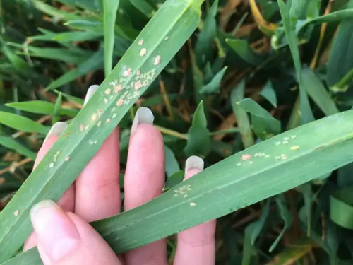 Close-up view of wheat leaves showing symptoms of Barley Yellow Dwarf Virus (BYDV), with yellowish and reddish patches.