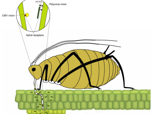 Illustration of aphid transmitting plant viruses, showing aphid feeding on a plant and virus particles interacting with aphid receptors.