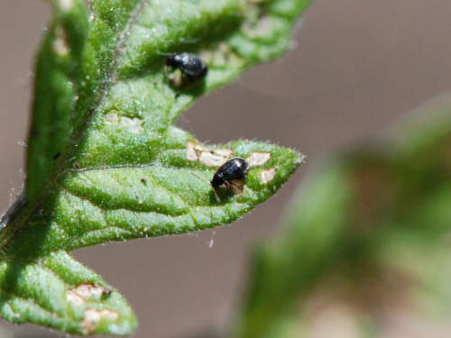 Close-up of a tomato leaf with two black flea beetles and visible feeding damage, including small, irregularly-shaped holes and brown patches.