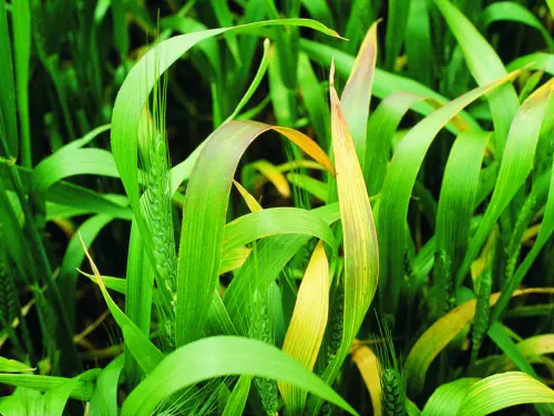 Wheat plants showing symptoms of Barley Yellow Dwarf Virus (BYDV), with leaves displaying yellowing and reddish discoloration.