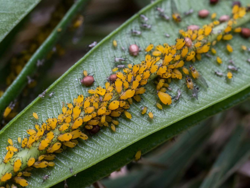 Close-up of a plant leaf infested with yellow aphids and a few ladybugs, illustrating plant virus transmission. 