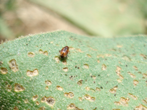 A close-up of a tomato leaf with a brown flea beetle and numerous small, round holes caused by feeding damage.