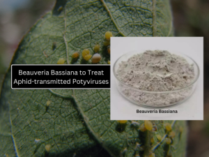 Close-up of aphids on a leaf with an inset showing Beauveria Bassiana powder, captioned "Beauveria Bassiana to Treat Aphid-transmitted Potyviruses."