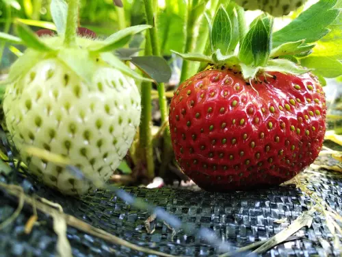 A healthy red strawberry next to an unripe green strawberry, with no visible signs of Verticillium wilt, surrounded by green leaves.