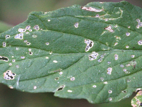A tomato leaf with numerous small, irregularly-shaped holes and white spots, showing significant damage from flea beetle feeding.