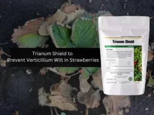 A bag of Trianum Shield placed in front of strawberry plants affected by Verticillium wilt, with a text overlay about prevention.