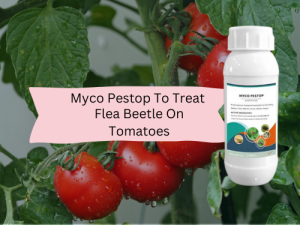 A promotional image for MYCO PESTOP, featuring a bottle of the product against a background of tomato plants with ripe red tomatoes. The text overlay reads "Myco Pestop To Treat Flea Beetle On Tomatoes."