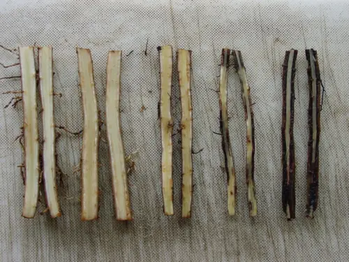 Cross-sections of banana plant stems showing healthy and nematode-infested tissue, with noticeable differences in color and structure.