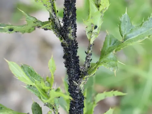 A plant stem covered with numerous black bean aphids, showing damage and stress on the leaves.