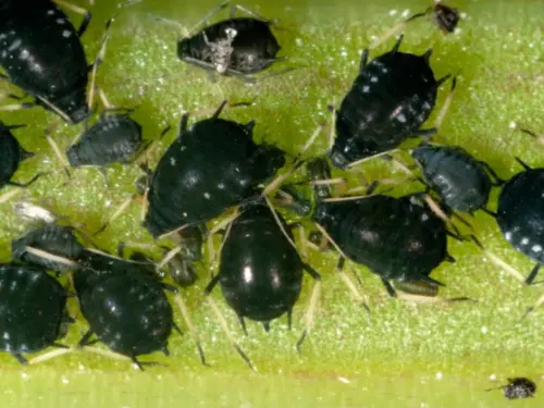 Close-up of black bean aphids clustered on a plant stem.