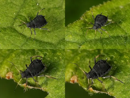 Four close-up images of black bean aphids on green leaves.