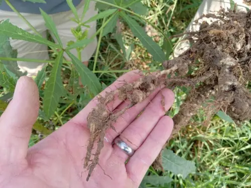 A person holding plant roots infested with false root-knot nematodes, showing galls and deformation against a backdrop of green plants. 