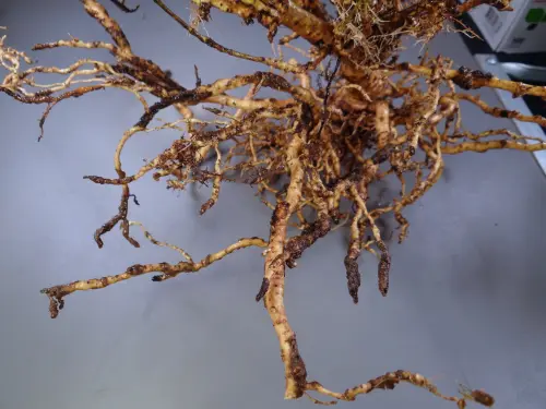 Close-up of plant roots heavily infested with reniform nematodes, showing severe root deformation and dark, damaged areas.