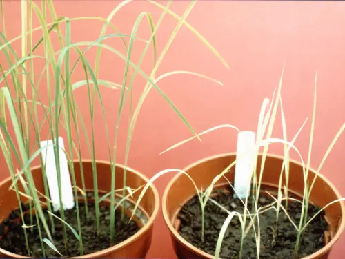 Two pots of rice plants, one healthy and the other stunted, affected by stem nematodes, against a red background.