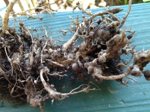 Close-up of plant roots heavily infested with root-knot nematodes, showing swollen galls and severe root deformation.