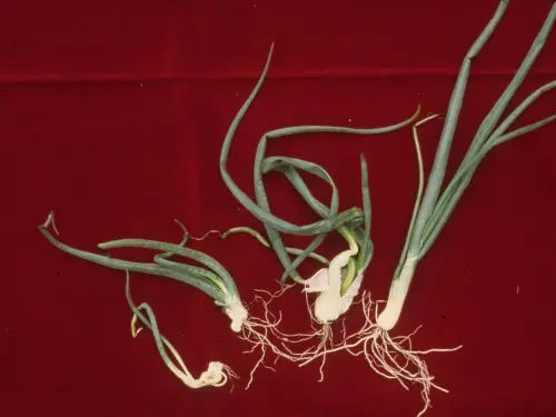 Onion plants showing stunted growth and deformed bulbs due to nematode infestation, displayed against a red background.