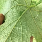 A-close-up-image-of-a-potato-leafhopper,-a small-green-insect, perched-on-a-potato-leaf.