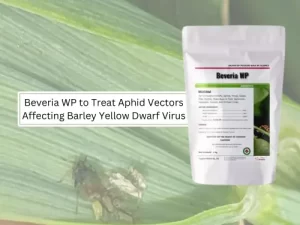 Product packaging of Beveria WP against a background of wheat leaves with aphid infestation, suggesting treatment for aphid vectors affecting Barley Yellow Dwarf Virus (BYDV)