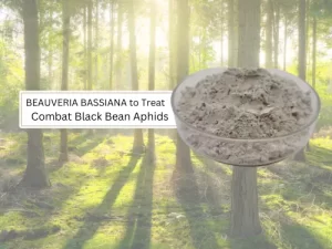 A bowl of Beauveria bassiana powder against a background of a sunlit forest, with text indicating its use to treat and combat black bean aphids.