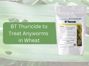 Bottle-of-BT-Thuricide-labeled-as-biological-insecticide-placed-next-to-infested-wheat-samples-showing-effective-treatment-solution.