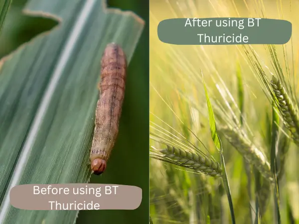 Side-by-side-comparison-of-wheat-samples-before-and-after-using-BT-Thuricide-showing-significant-reduction-in-worm-infestation.