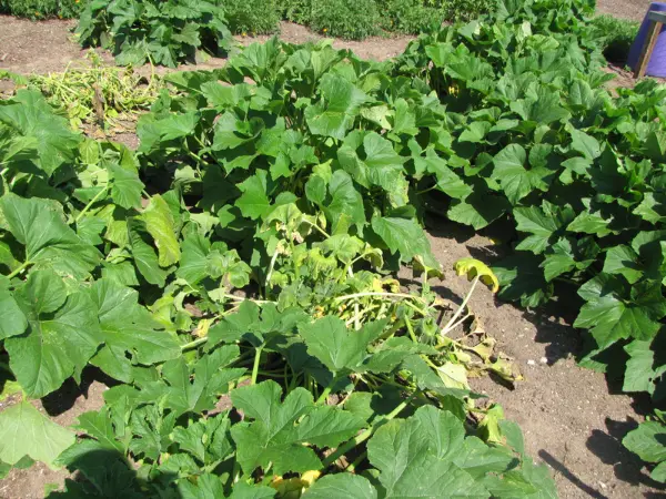 Image - of - squash - plants - affected - by - bacterial - wilt, - showing - wilted, - yellowing - leaves - and - stunted - growth.