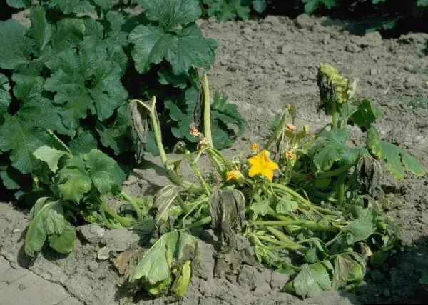 Squash - plant - with - evident - signs - of - bacterial - wilt, - featuring - drooping - and - discolored - leaves.