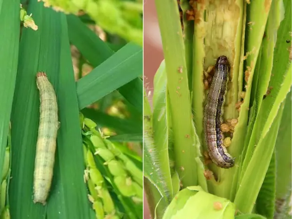 Tiny-white-worms-crawling-on-damaged-wheat-kernels-highlighting-pest-problem-in-cereal-crops.