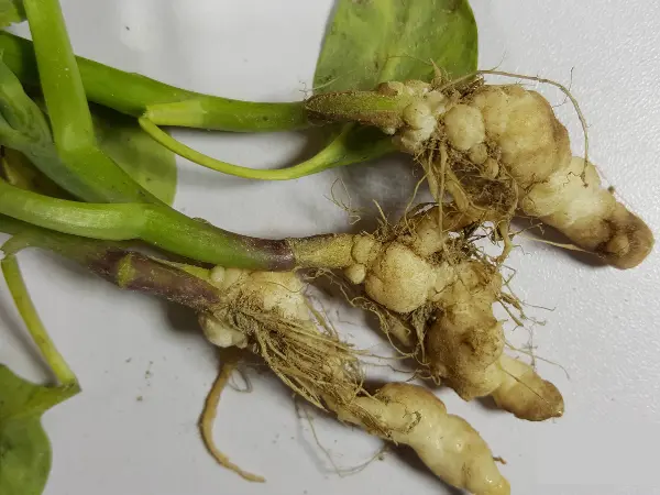 Advanced-stage-club-root-infection-in-brassica-crop-with-severely-deformed-roots.