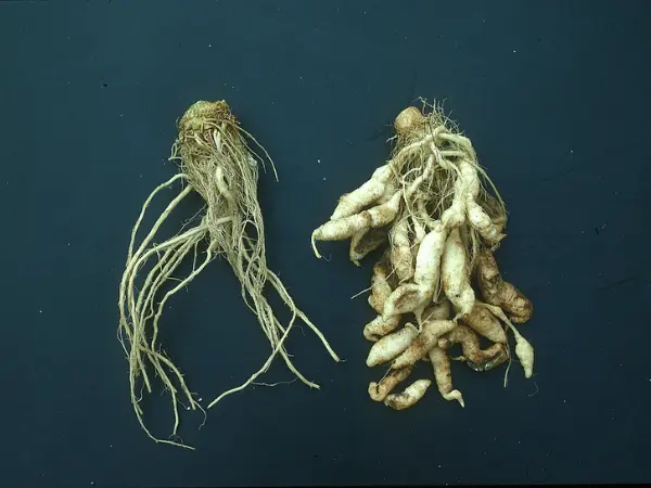 Club-root-infected-vegetable-brassica-showing-swollen-and-distorted-roots.
