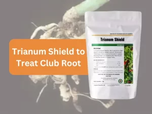 Trianum-V-biological-fungicide-application-on-brassica-plant-roots-for-club-root-treatment.
