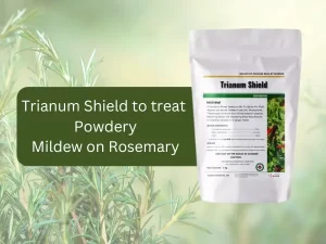 Trianum-V-for-Powdery-Mildew-Control-on-Rosemary.