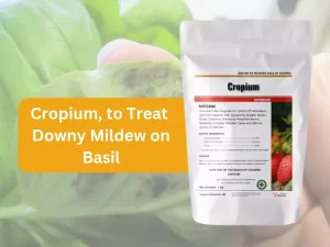 Cropium-Product-for-Downy-Mildew-on-Basil.