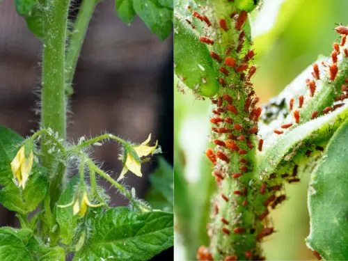 Aphids-on-Tomatoes-Infestation
