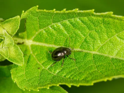 Eggplant-flea-beetle-on-leaf-close-up-view.