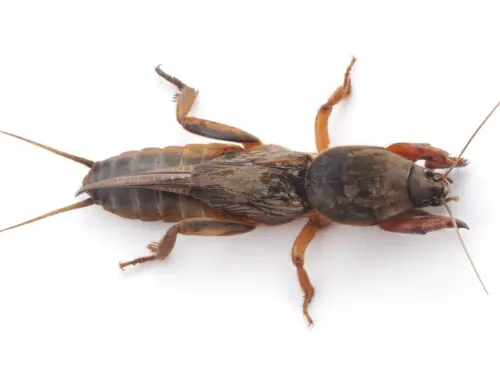 mole-cricket-best-insecticide