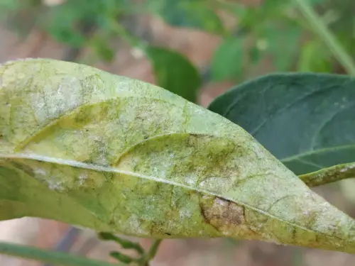 Pepper-plant-with-white-powdery-mildew-coating-on-leaves.